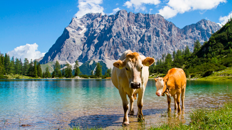 Happy cows in a lake in front of the Tyrolean mountains